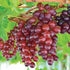 Catawba Grape Vine with Purplish-Red Clusters
