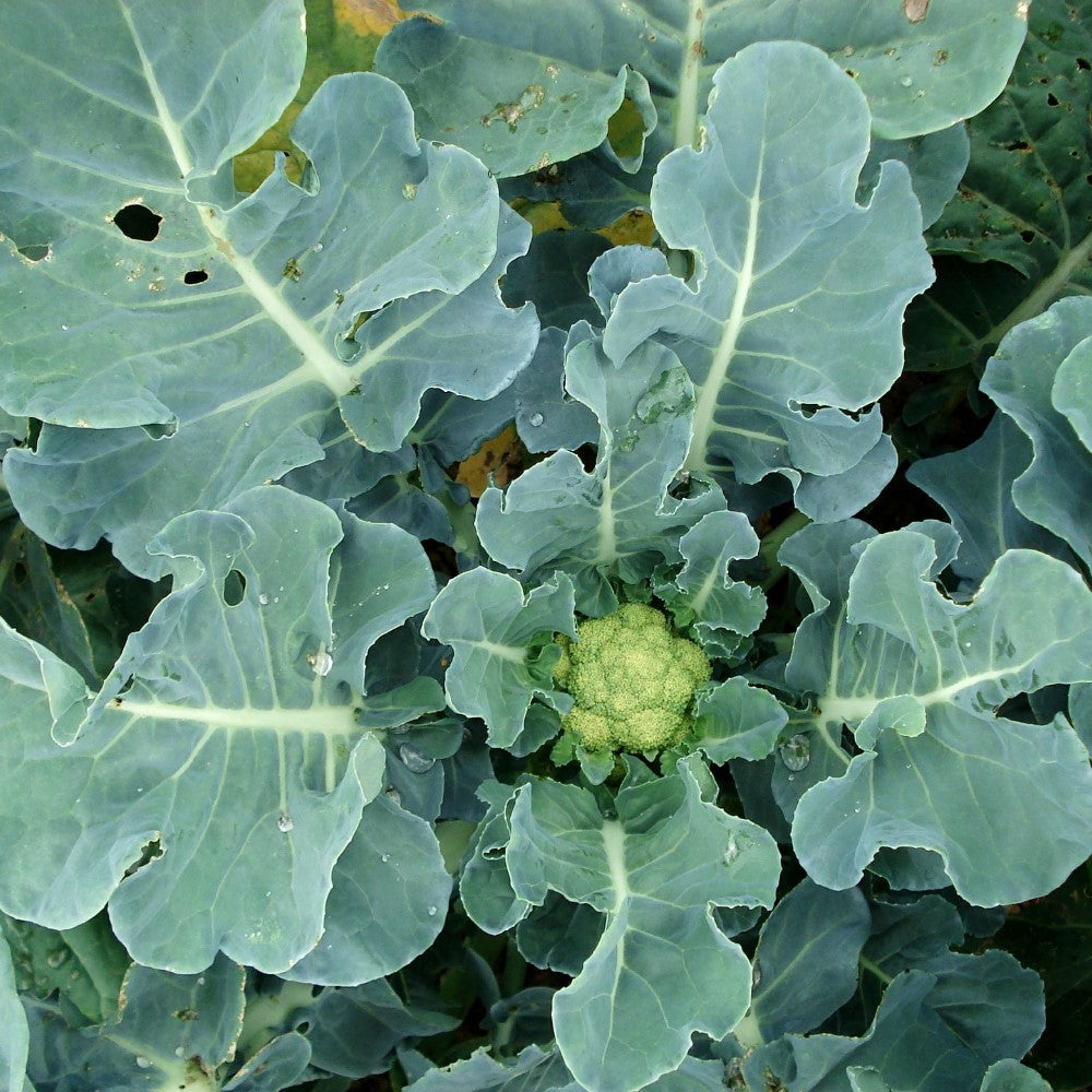 Cauliflower