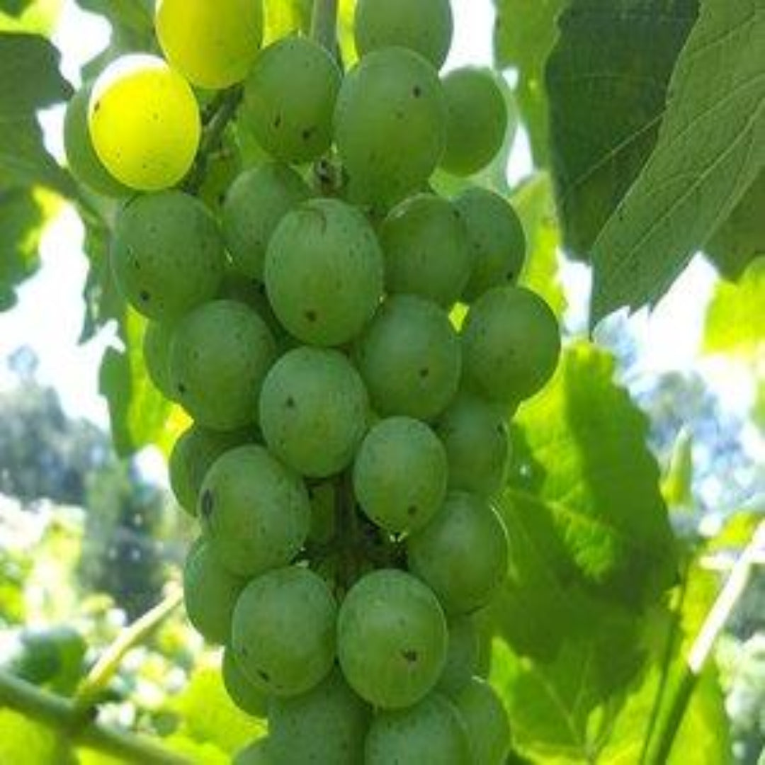 Cayuga White Grape