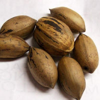 Stuart Pecan Tree,