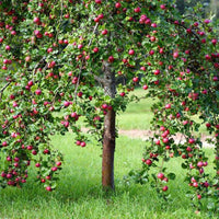 Pink Lady apple tree sapling grown in nursery container