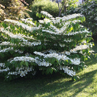 Juddii Viburnum Shrub with Pink Buds and Fragrant White Blossoms
