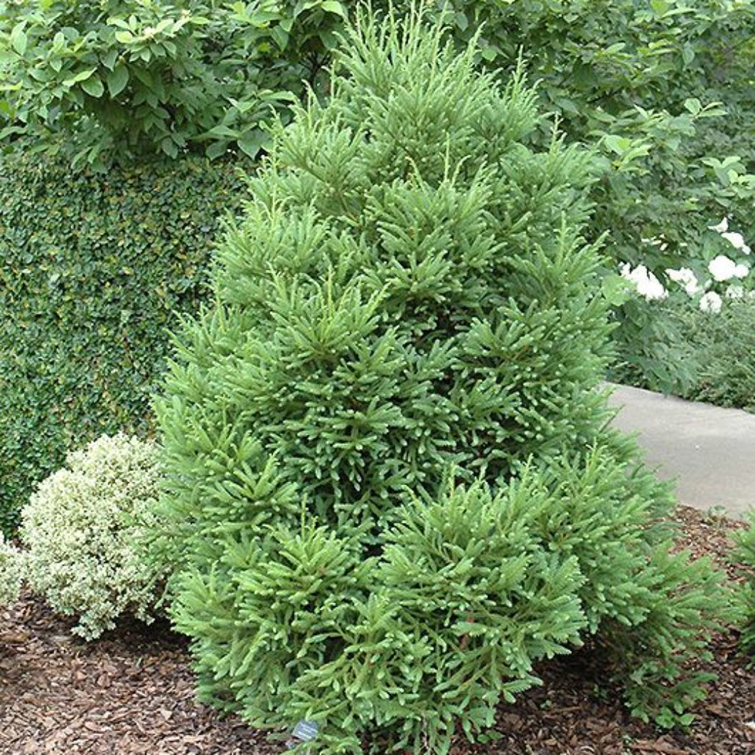 Cryptomeria Japonica Gyokuryu