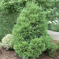 Cryptomeria Japonica Gyokuryu