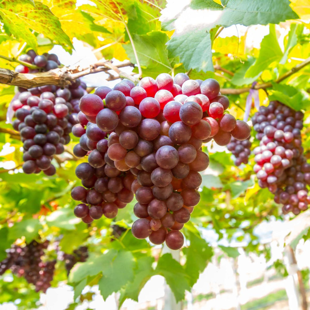 Somerset Seedless Grape Vine
