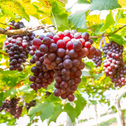 Somerset Seedless Grape Vine