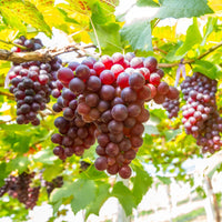 Somerset Seedless Grape Vine