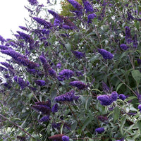 Ellen’s Blue Butterfly Bush planted as a flowering ornamental garden shrub