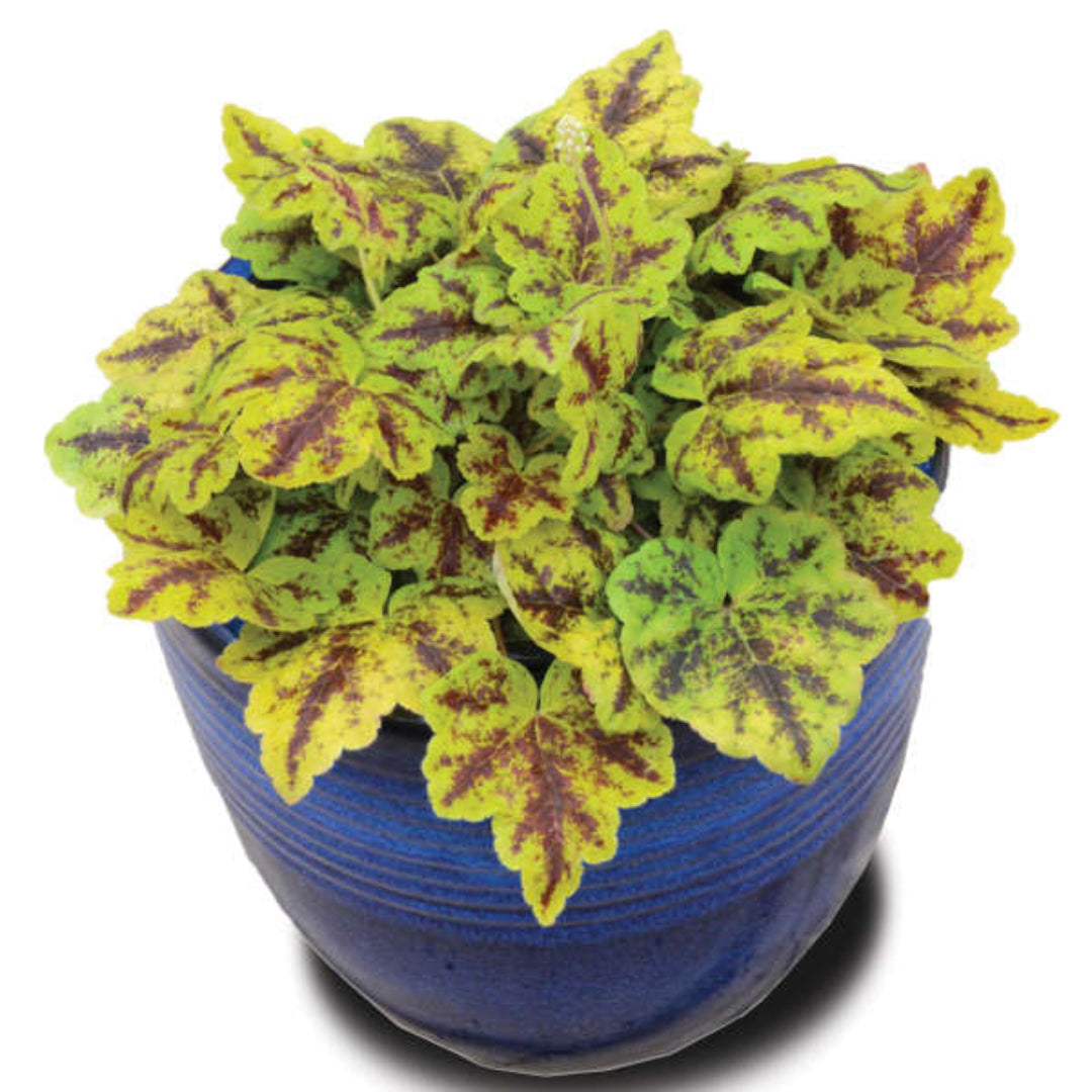 Heucherella Fun and Games Leapfrog Ppaf Foamy Bells