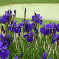 Iris Sibirica 'Caesar'S Brother' Siberian Iris - [EG]