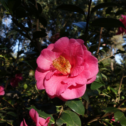 Lavender Prince II Camellia