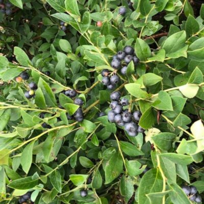 Bless Your Heart Blueberry Bush