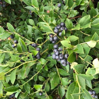 Close-up of Bless Your Heart Blueberry berries on green foliage