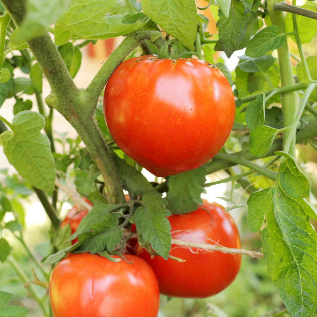 Tomato Plant &