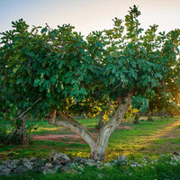 Celeste Fig Tree in full bloom with ripening figs