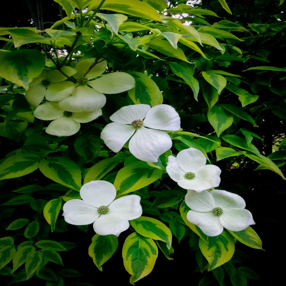 Celestial White Dogwood Tree