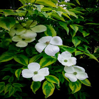 Celestial White Dogwood Tree in full spring bloom