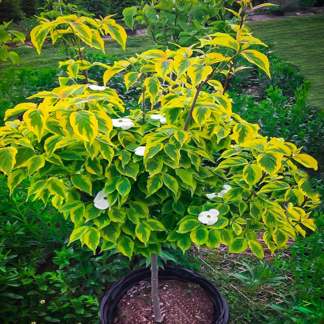 Dogwood Celestial Shadow (Hybrid) Tree
