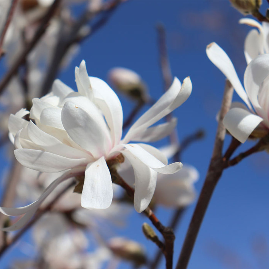 Centennial Magnolia Trees, White Flowers with a Hint of Pink