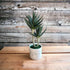 Artificial : succulent in ceramic pot