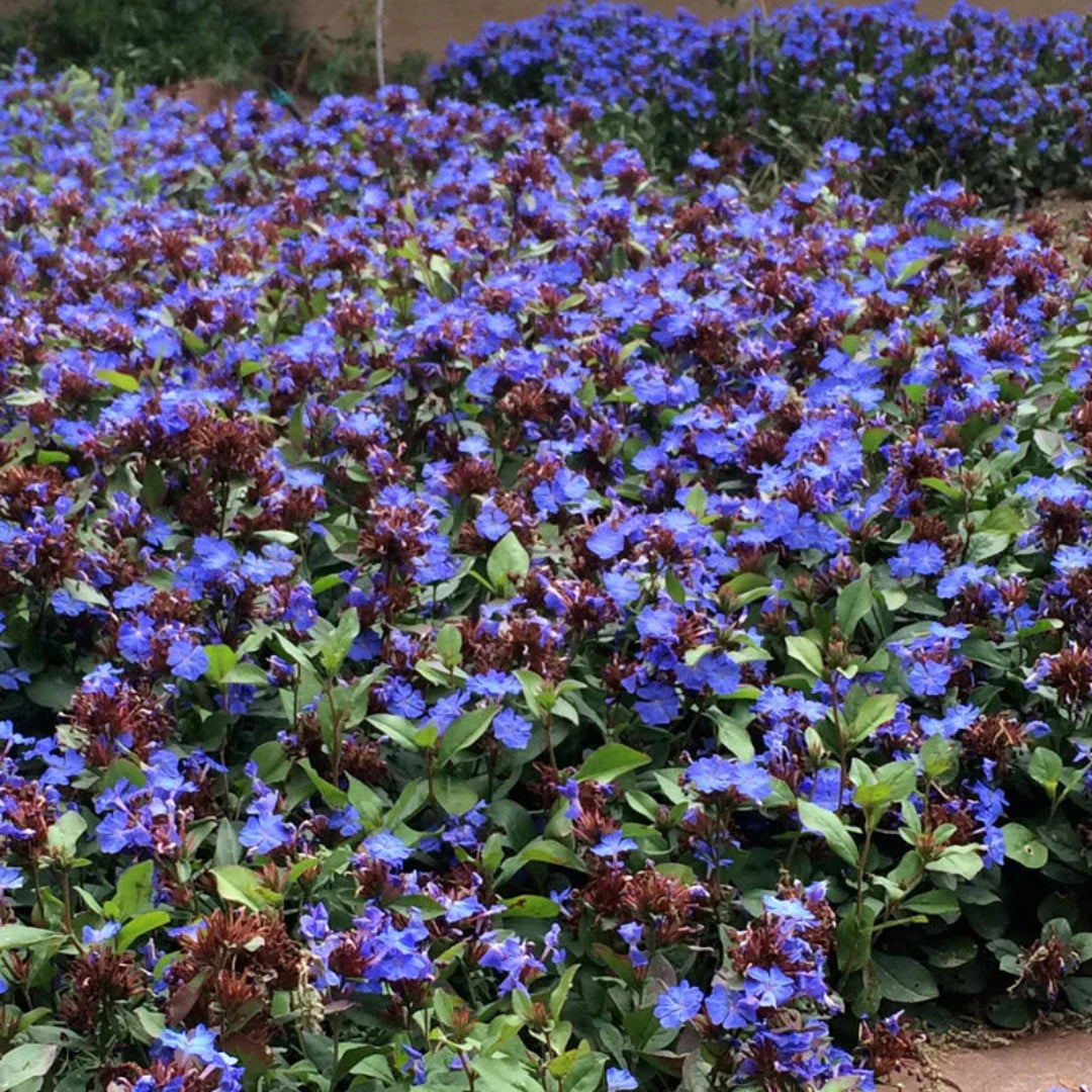 Ceratostigma plumbaginoides Leadwort flowering plant