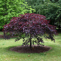Ruby Falls Weeping Redbud Tree