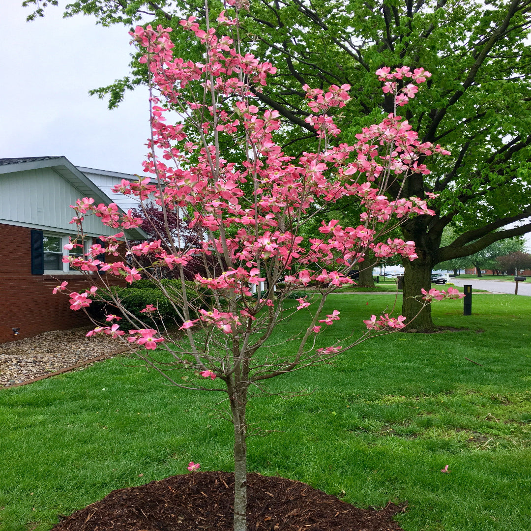 Planted Red Dogwood Tree with rich blooms