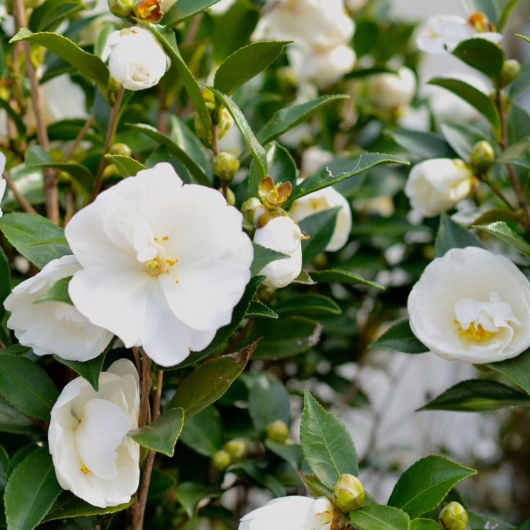 Camellia Autumn Rocket Plant-Stunning White Blooms