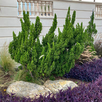 Juniper Torulosa