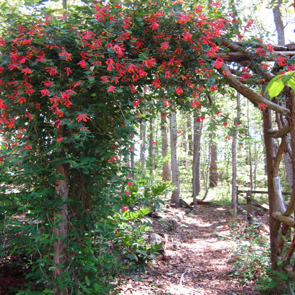 Coral Honeysuckle