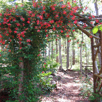 Coral Honeysuckle