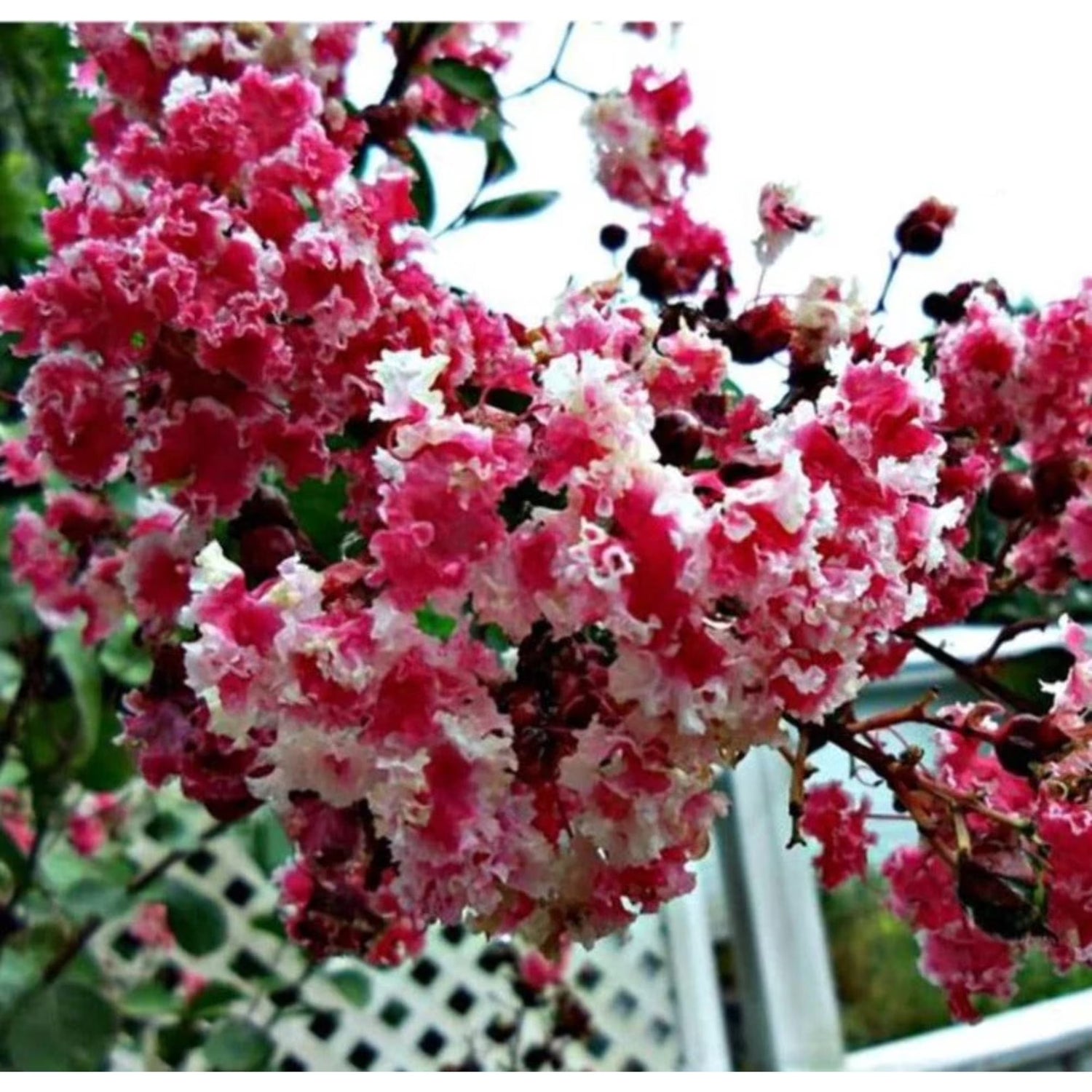 Peppermint Crape Myrtle