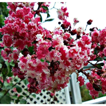 Peppermint Crape Myrtle