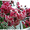 Peppermint Crape Myrtle