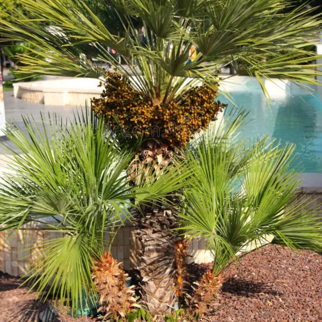 European Fan Palm