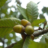 chestnut oak Tree