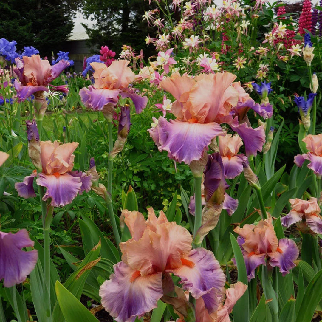Peach-Pink Standards with Orchid-Violet Falls. Profuse Bloomer.