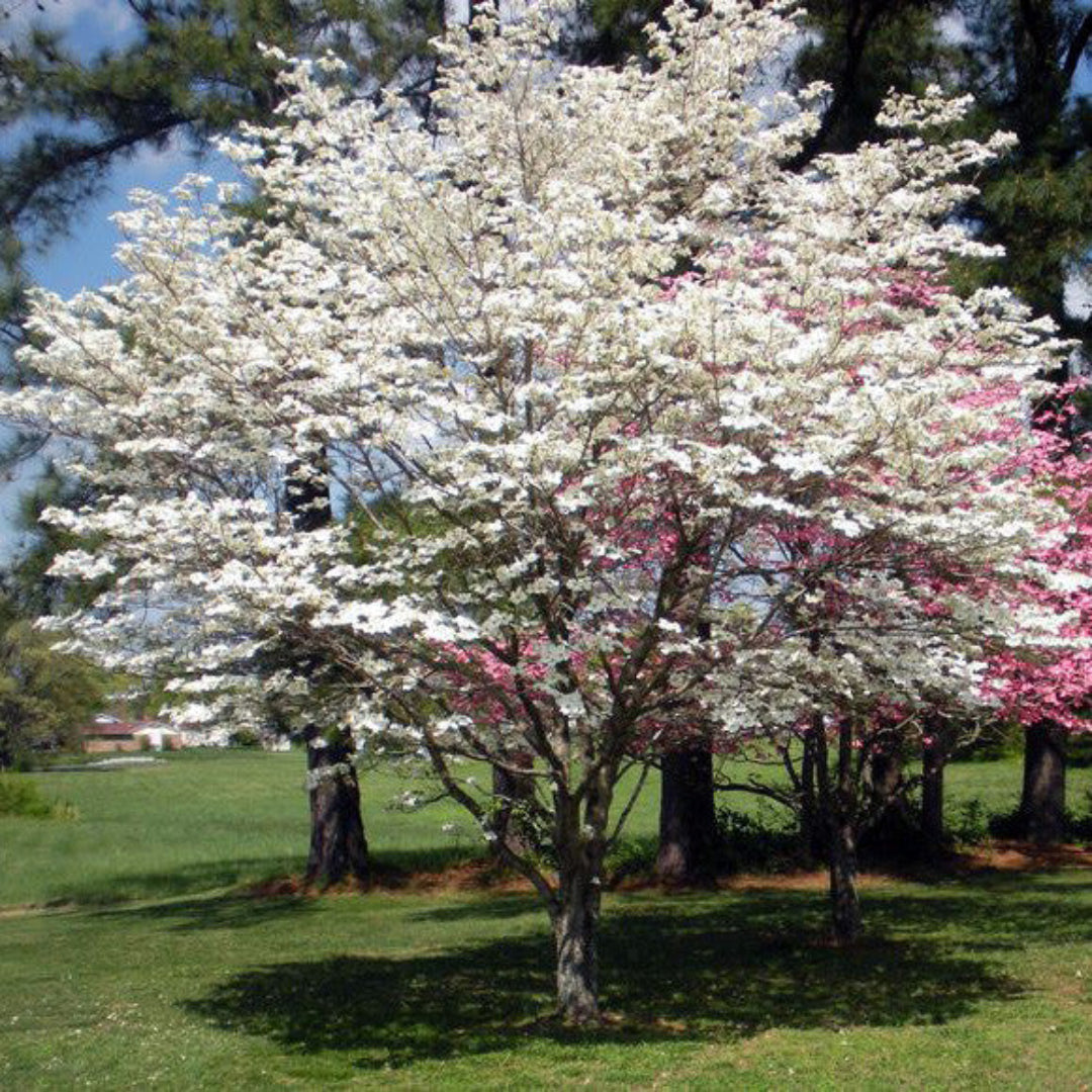 Super Cherokee Princess Dogwood Tree