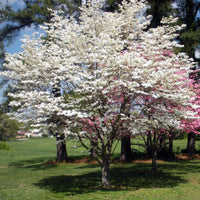 Early spring flowering of Super Cherokee Princess Dogwood