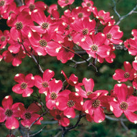 Cherokee Brave Flowering Dogwood in full bloom