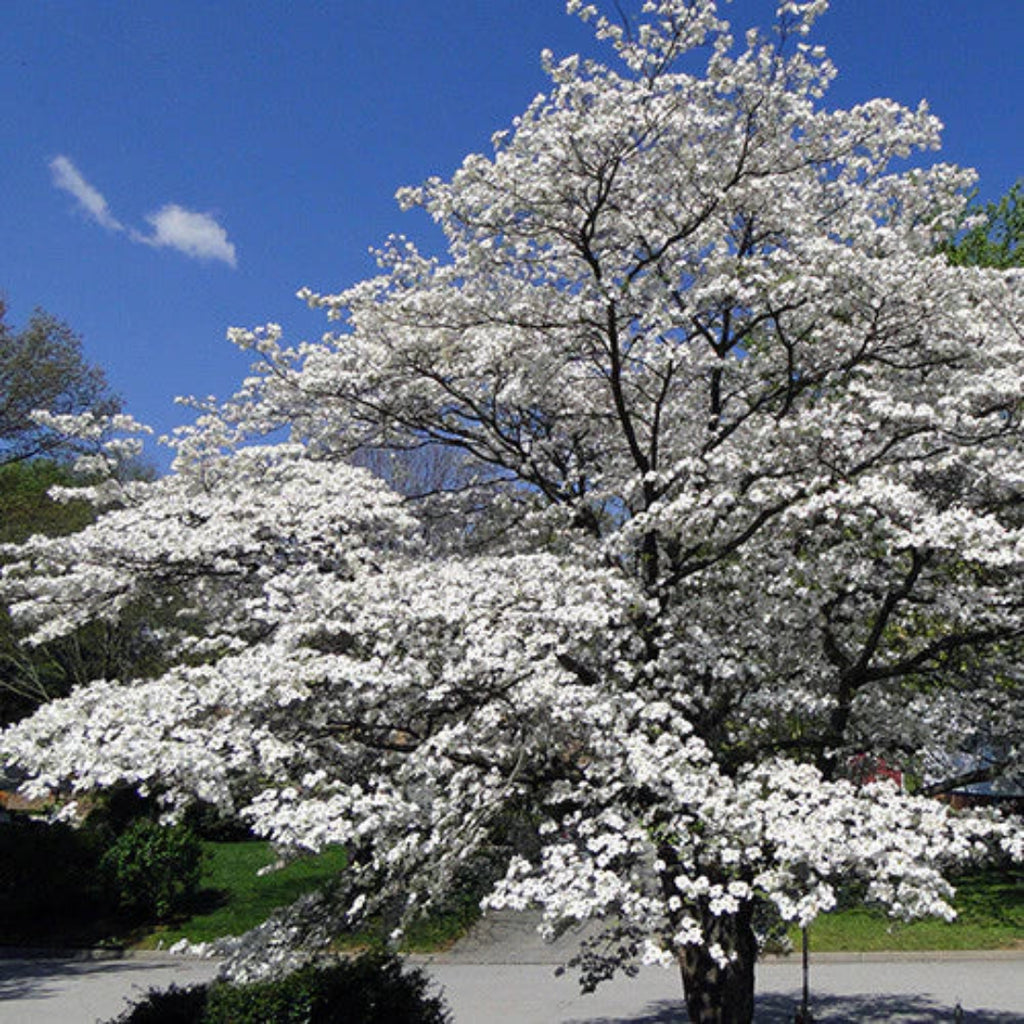 Cherokeee Tree Cherokee Princess Dogwood Tree buy online plants and trees at pixies ...