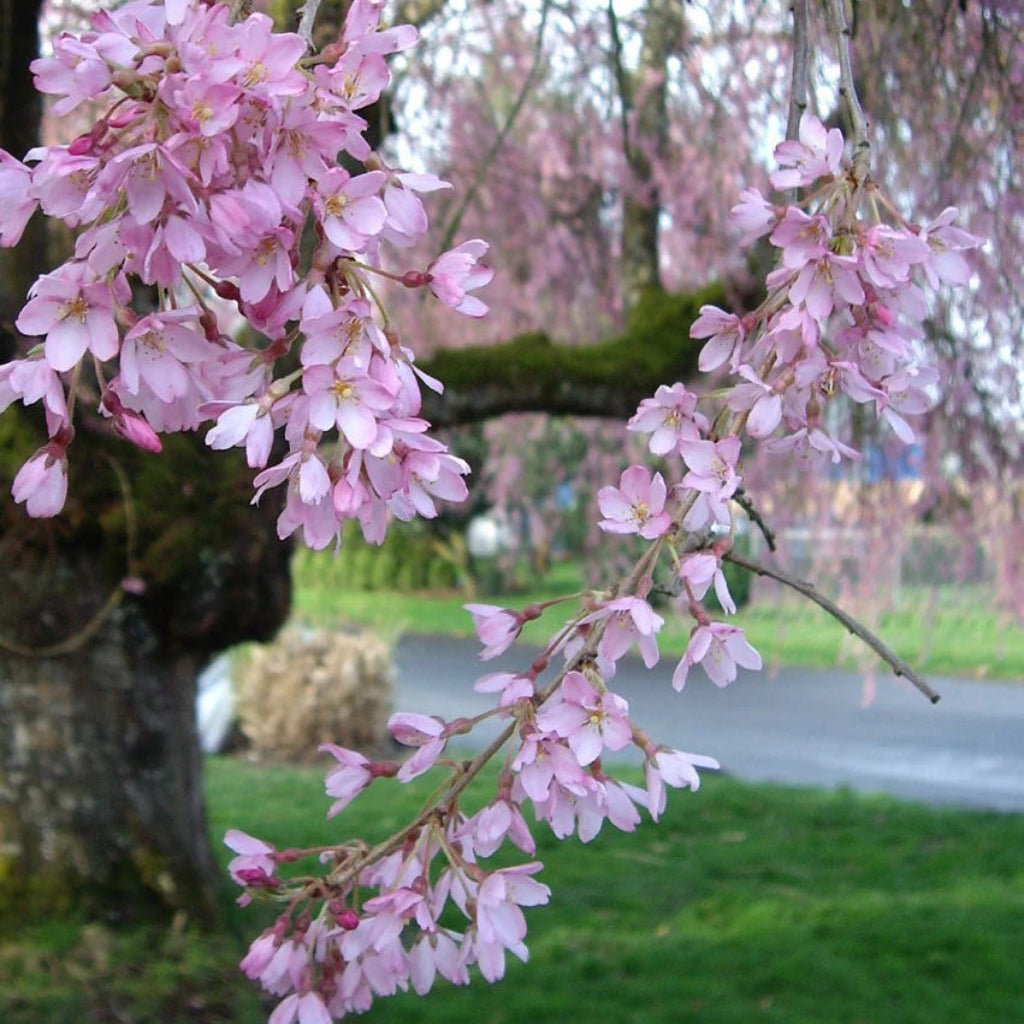 Autumnalis Cherry Tree