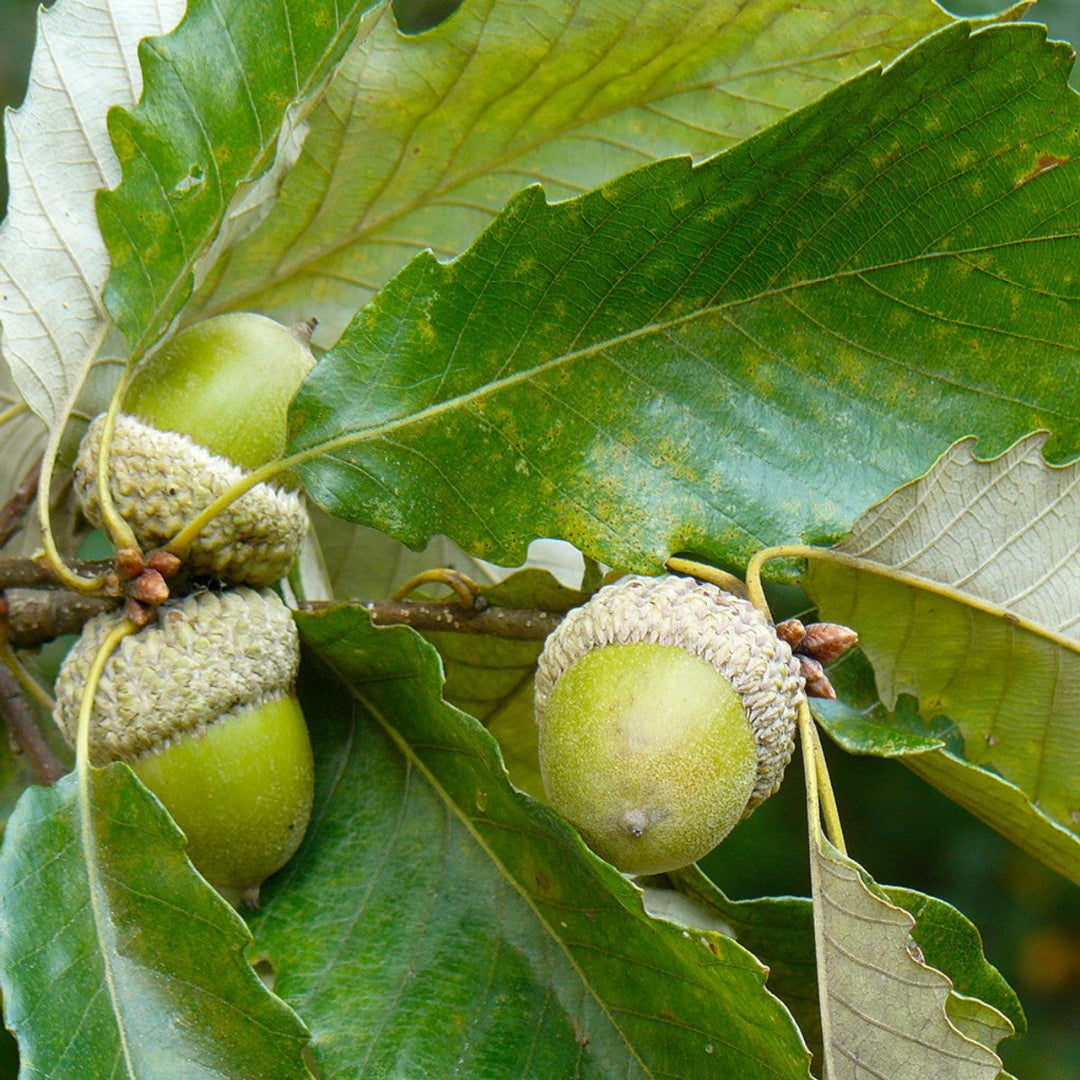 chestnut oak Tree ( Spring Pre-Order )