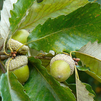 chestnut oak Tree