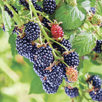 Chester Blackberry Productive Canes