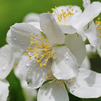 Mock Orange Flowering Shrub