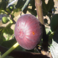 Lush foliage and fruits of Chicago Hardy Fig Tree