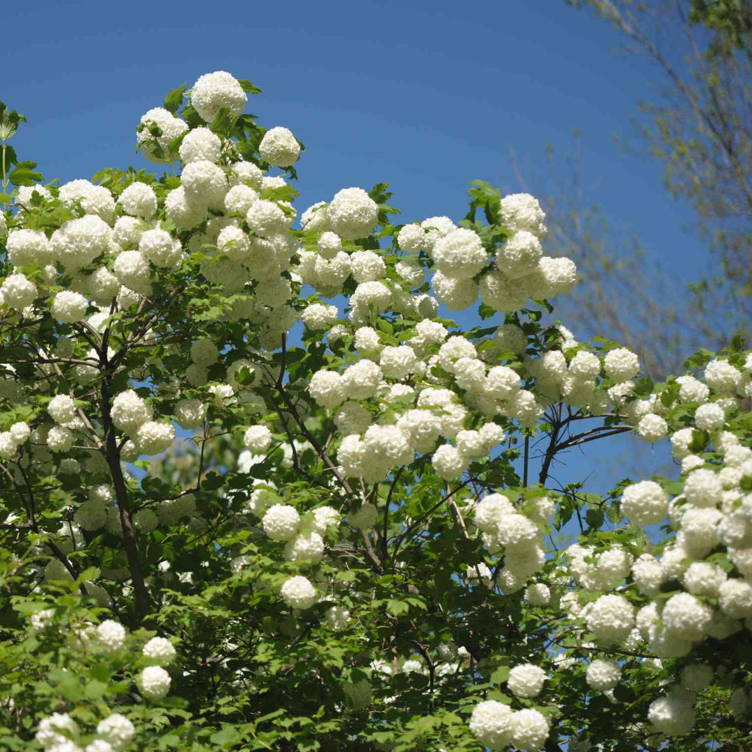 Blooming Chinese Snowball Viburnum Shrub with Bright Green Leaves
