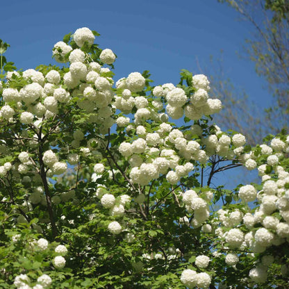 Blooming Chinese Snowball Viburnum Shrub with Bright Green Leaves