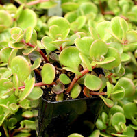 Sedum Tetractinum Chinese Sedum 10 count flat of 4.5" pots
